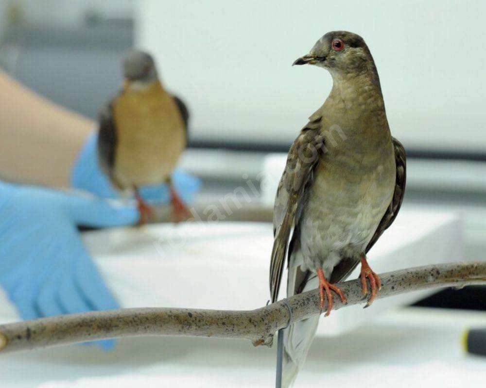 1. The Passenger Pigeon